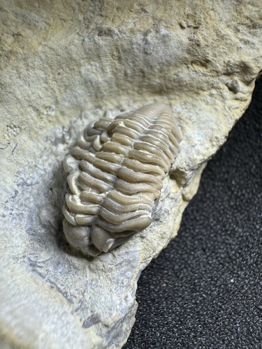 Rielaspis trilobite dal - rielaspis,