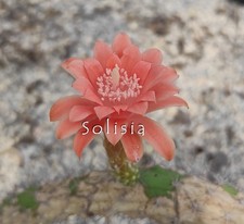 Echinocereus pensilis cactus, Kakteen, Seedling