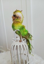Teddy Bird Pappagallo Lime