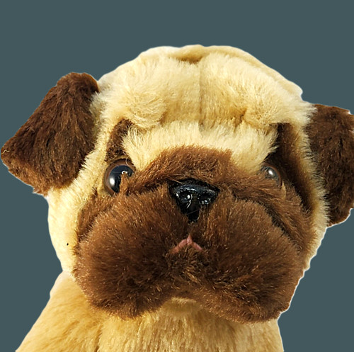 Pug cucciol marrone bestever - pug,