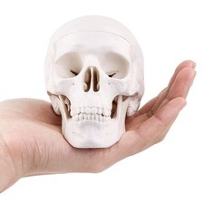 Mini modello teschio anatomico