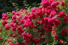 ROSA RAMPICANTE ROSSA – RED