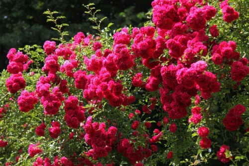 Rosa rampicante rossa red - rampicante,
