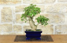 Bonsai di Bougainvillea