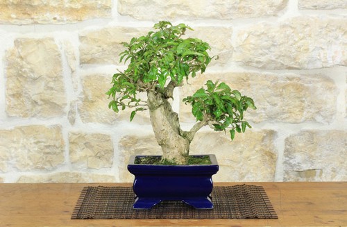 Bonsai bougainvillea - bonsai,