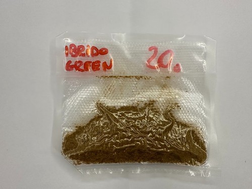 Peperoncino piccante hybrid - peperoncino,
