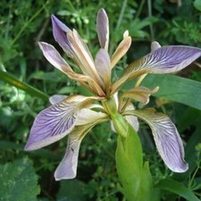 Iris foetidissima - iris,
