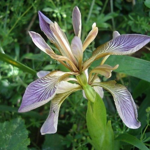 Iris foetidissima - foetidissima,