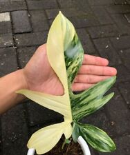 AG 1464XT Philodendron Florida Beauty pianta rampicante semi da interno pezzo 5