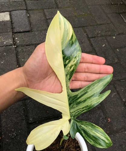 1464xt philodendron florida - philodendron,