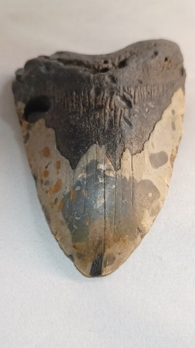 Carcharodon megalodon shark - carcharodon,