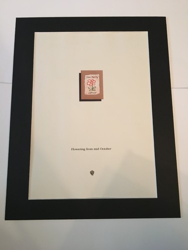 Tom petty wildflower mounted - tom, petty-wildflower-mounted
