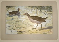 1907-QUAGLIA-ORNITOLOGIA-P.MAHLER LITOGRAFIA  COLORATA ORIGINALE-UCCELLI