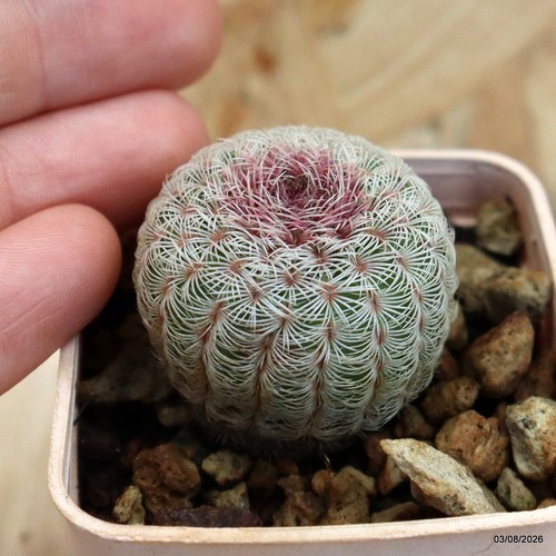 Echinocereus rigidissimus vaso - echinocereus,