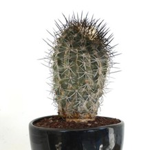 COPIAPOA GRISEOVIOLACEA (INNESTO) 18ZC no cinerea columna-alba (19cm HIGH)