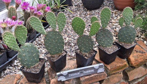 Opuntia basilaris coombes - opuntia, "coombes