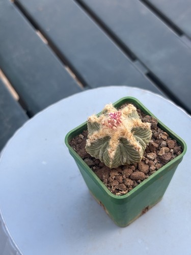 Aztekium ritteri vm619 7cm - aztekium,