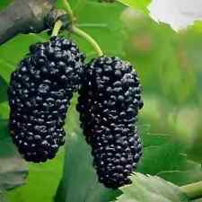 Gelso 'Black Round Pearl' varietà rara 15 semi freschi