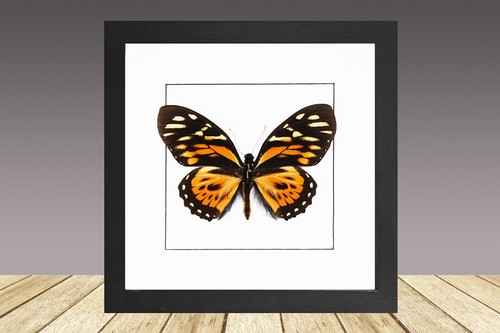 Tiger butterfly papilio - tiger, butterfly,