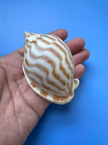 Phalium flammiferum - mm,