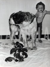 Foto vintage Animali, i cuccioli con la loro mamma, stampa 24 x 18 cm