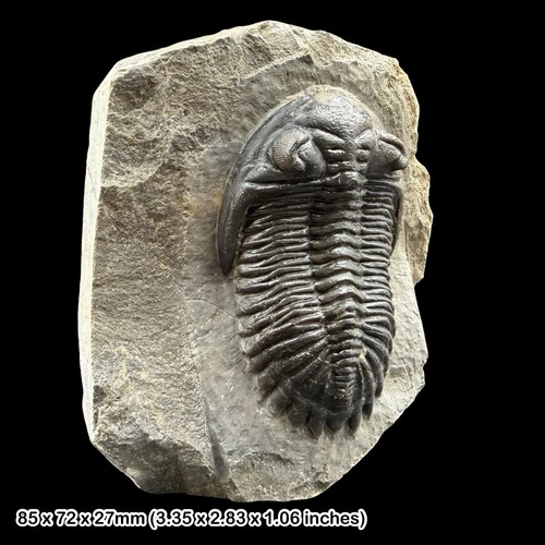 Hollardops mesocristata