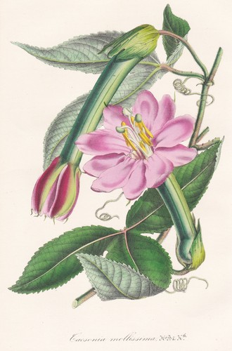 Banana passiflora colombia - banana,