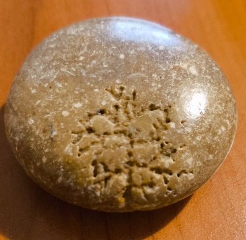 Fossile corallo naturale sasso - fossile,