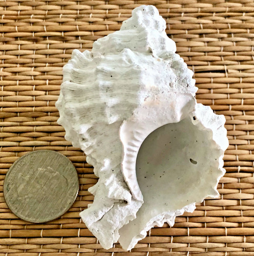 Mm phyllonotus globosus - 1, 73