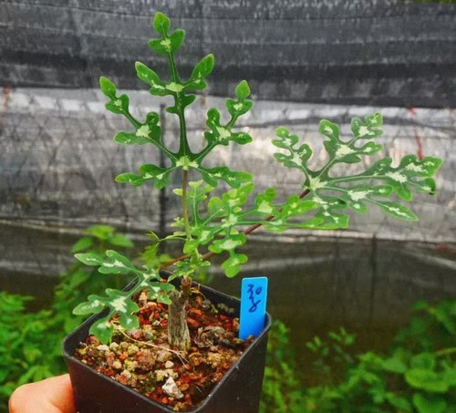Rara pianta cactus adenia - rara,