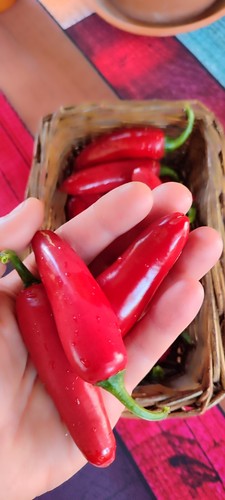 Jalapeño semi di - 30,