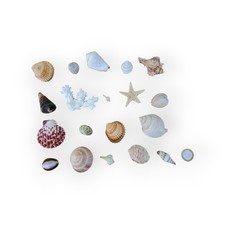 Lotto conchiglie vere e corallo per decorazione