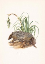 1960 Stampa ARMADILLO A SEI