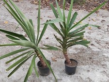 Prezzo ribassato yucca - prezzo, ribassato!