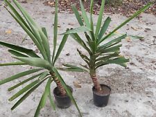 PREZZO RIBASSATO! Yucca elephantipes pianta da giardino-vaso-terrazzo