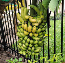 Live Dwarf Cavendish Banana