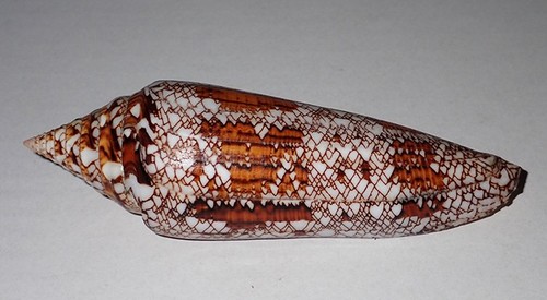 119 huge conus bengalensis - 119,