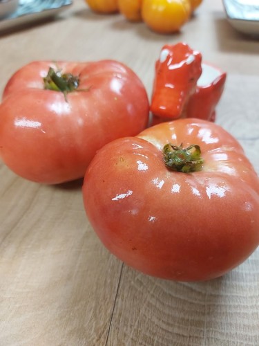 Pomodoro sandul moldovan - pomodoro, 5+