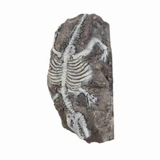 Acquario dinosauro reliquie