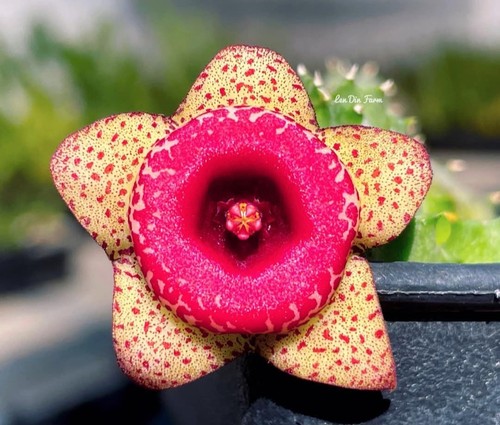Huernia humilis stapelia - humilis,, no