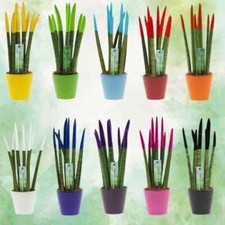 Sansevieria Cylindrica Velvet TouchZ® L 30cm con coprivaso in ceramica colorata