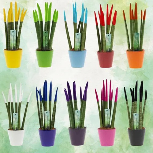 Sansevieria cylindrica velvet - sansevieria,