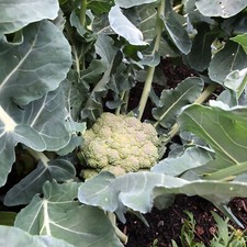 Broccoli calabrese antica - broccoli,