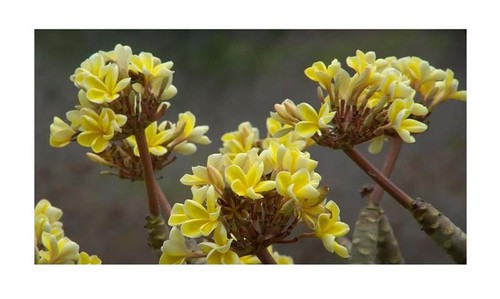 Plumeria bali oro fiore - plumeria,