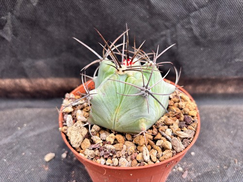 Echinocactus platyacantus - echinocactus,