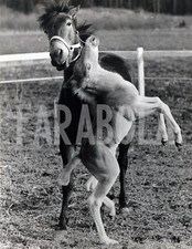 Foto vintage Svezia, Stoccolma, Puledro e cavallo, stampa 20x25 cm