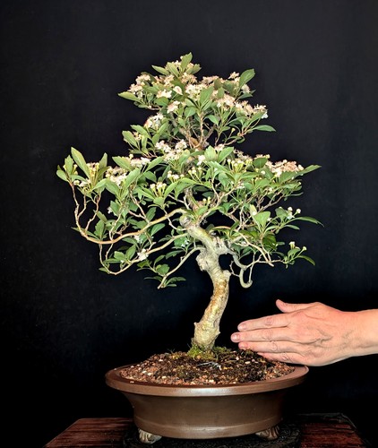 Bonsai biancospino - bonsai,