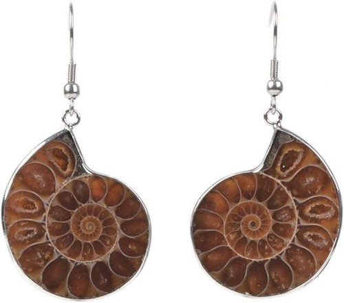 Orecchini fossili ammonite