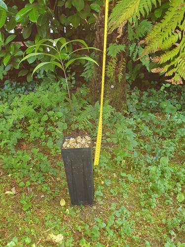 Zamia melanorrhachis pianta - melanorrhachis,,