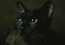 386966 Zibeline gatto birmano POSTER STAMPA SALA DA PARETE US